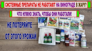 🍇 Даже не думай ОПРЫСКИВАТЬ ВИНОГРАД В ЖАРУ пока не узнаешь КАК и КОГДА это делать ПРАВИЛЬНО?