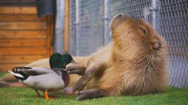 コールダックがカピバラをツンツン(反応強め) ( Call duck peck