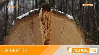 Не рубите дерева - незаконная вырубка деревьев в лесном массиве