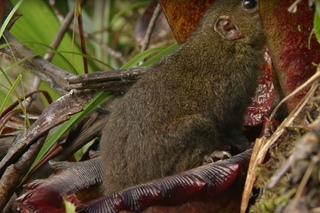Incredible Toilet plant | Attenborough 60 Years in the wild | BBC