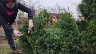 Стрижка самшита Мишка пьёт мёд, а еще изгородь и ваза с цветами из самшита. Скумпия и барбарис.