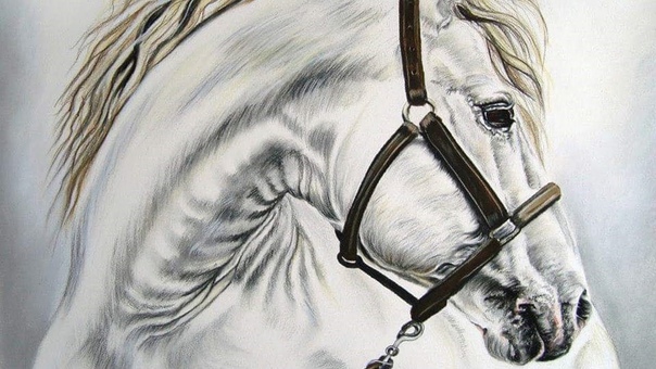 Draw My Pets: White