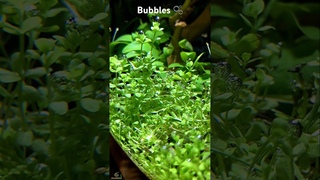 Love when plants bubble 🫧🐠 #aquarium #fishaquarium #plant