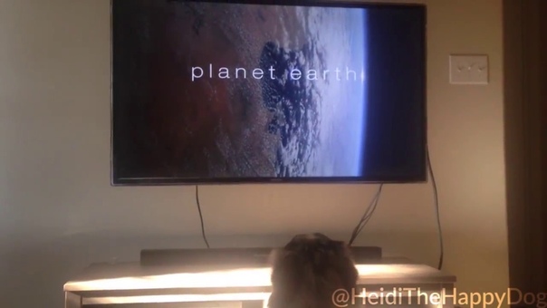 Heidi The Dog Watching Planet