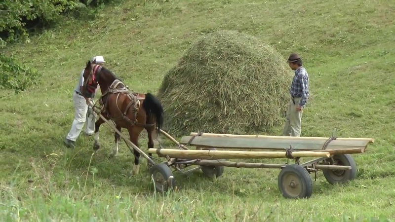 Romania, Transylvania Hay Camp 2015 Part 2 (of