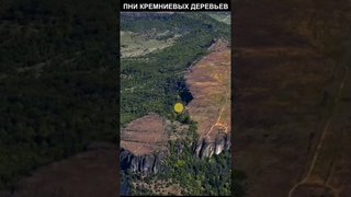 Гигантские пни кремниевых деревьев #shorts