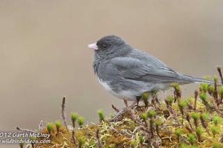 Серый юнко / Dark-eyed Junco / Junco hyemalis
