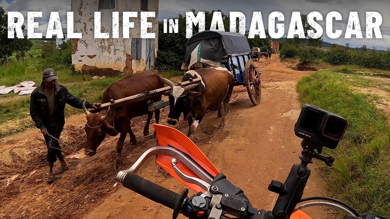 No electric cars: Ox wagons instead. MADAGASCAR S7