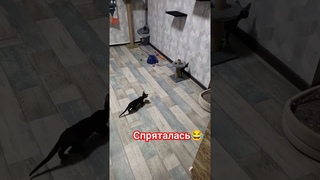 Смешные коты, Сфинксы очень умные и хитрые#смешныекоты2024#канадсиесфинксы#юмор