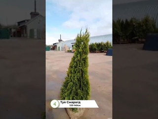 Туя Смарагд 120-140см