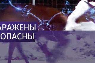 Зомби-вирус может передаваться от оленей к человеку