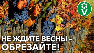 ВИНОГРАДНОЙ ЛОЗЕ НЕ СТРАШНА ЗИМА при такой подготовке в СЕНТЯБРЕ!