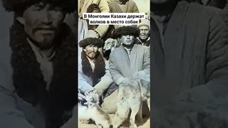 В Монголии Казахи держат волков в место собак