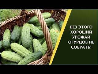 ВНИМАНИЕ! ОГУРЦАМ ЧЕГО-ТО НЕ ХВАТАЕТ, КАК ЭТО РАСПОЗНАТЬ