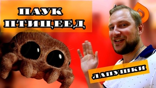 Паук-птицеед. Программа Лапушки. ОТРК Русь Кострома.