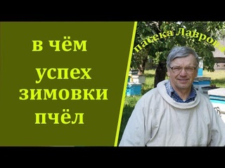 Что нужно сделать, чтобы пчелосемьи успешно перезимовали