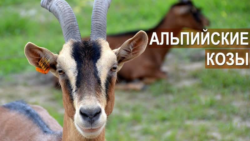Разведение и содержание коз Альпийской породы в хозяйстве
