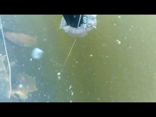белый амур 20 кг