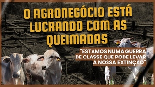 O agronegócio está lucrando com as queimadas