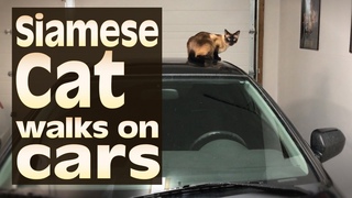 Siamese Cat walks on cars