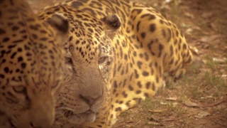 El Impenetrable Parque Nacional: Sumate