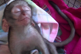 Baby vervet monkey sleeping