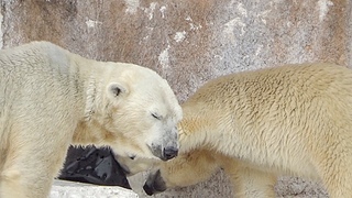 すごい‼今日のおやつは完食💗シロクマのホウちゃん【天王寺動物園】