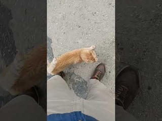 Кормлю ласкового котейку :3 #shorts #кот #cat #коты #котики #котик #billypotter #котаскесиамске