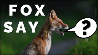Что говорит лиса? Смешные лисы и лисьи звуки. Компиляция. What Does The Fox Say?