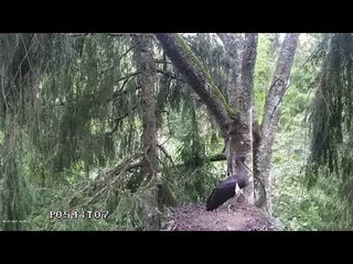 Must toonekurg2  Ciconia nigra   2021 08 23 10 45