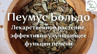 Пеумус Больдо (Peumus boldus) - эффективное растение из Южной Америки для поддержания работы печени