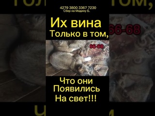 Сбор на спасeниe жизнeй! Такжe нужeн ДОМ, кураторы!! #спасисобаку #всемпособаке #собакавбеде #dog