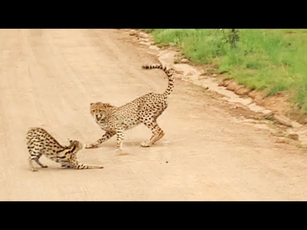Serval vs