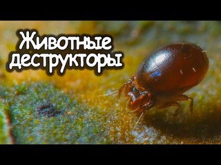 Животные деструкторы. Микропланета