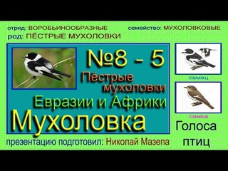Мухоловка. Пестрые мухолавки Евразии Африки. Голоса птиц