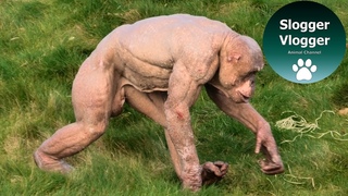Hairless Chimp Funny End Skip Through The Grass