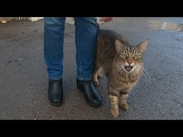 Talkative cat meowing very