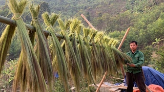 Jhony harvests and preserves the flowers in the forest to make brooms, Building a life (Ep 254)