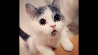 Очаровательно милые котята кошки кошечки