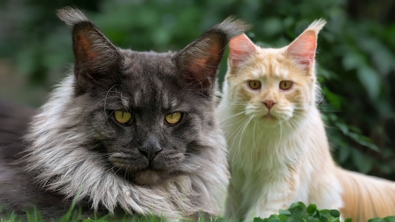 Big paws Maine Coon brothers play