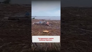 Проплив на дошці понад 140 кілометрів - і ВИЖИВ! Порятунок песика на Одещині