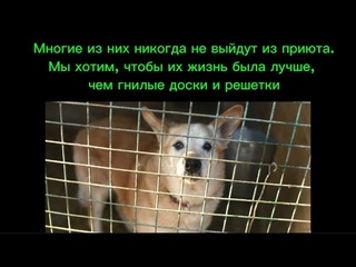Не каждая собака из приюта найдет свой дом. Но пусть они хоть живут в хороших условиях.
