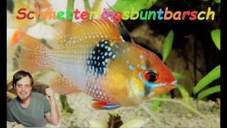 Schmetterlingsbuntbarsch Haltung - Mikrogeophagus ramirezi