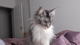 Maine coon saying Good morning