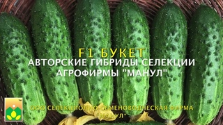 F1 БУКЕТ - ГИБРИД-СПРИНТЕР: партенокарпический скороспелый гибрид селекции Агрофирмы Манул