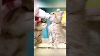 подборка голодных #котиков ты не ты когда голоден