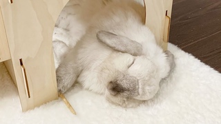 10 Cute Bunny Sleeping Positions