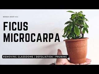 Bonsai Diary #44 ficus microcarpa glassdome experiment #bonsai