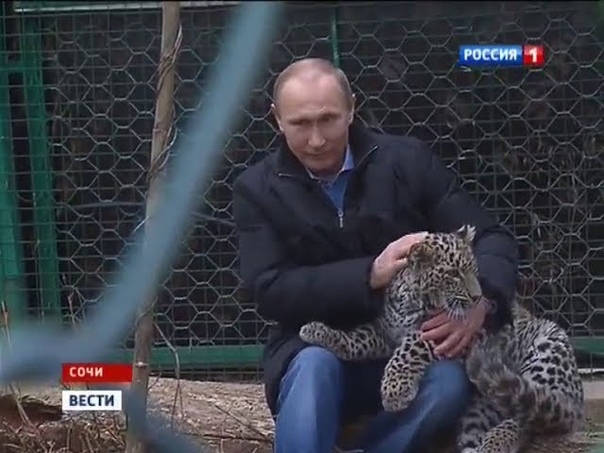 Putin enters leopard cage at Sochi National