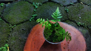 Tumbuhan ini sering di buang namun bisa jadi secantik ini | Polypodiophyta